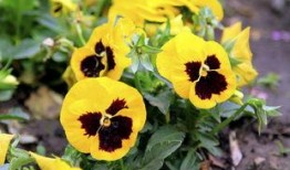 那些花儿图片,探寻自然之美与生命奇迹