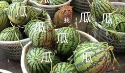 娱乐吃瓜头像图片大全