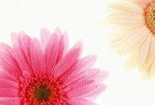 那些花儿图片,探寻自然之美与生命奇迹