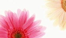 那些花儿图片,探寻自然之美与生命奇迹