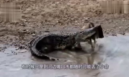 娱乐吃瓜君迅猛龙唱歌,迅猛龙跨界唱歌，音乐界新势力崛起