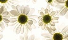 那些花儿图片,探寻自然之美与生命奇迹