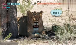 娱乐吃瓜君迅猛龙唱歌,迅猛龙跨界唱歌，音乐界新势力崛起