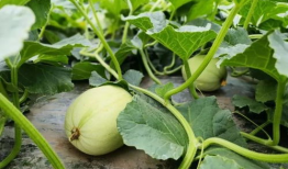 娱乐吃瓜小花儿,吃瓜小花儿的幕后故事