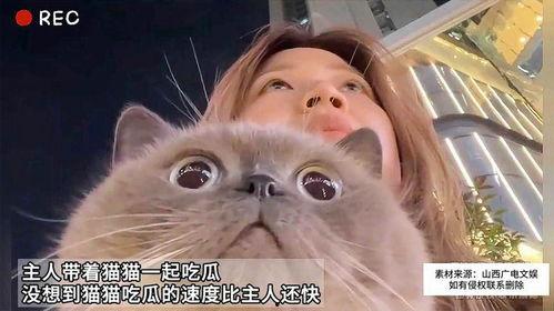 吃瓜的猫,吃瓜猫的趣味生活揭秘