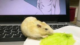 娱乐吃瓜酱仓鼠过生日,娱乐吃瓜酱仓鼠生日派对大揭秘